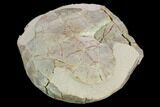 Fossil Tortoise (Testudo) - South Dakota #129248-5